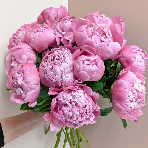 Meet your Posher, Lolo - Picture 1 of 1